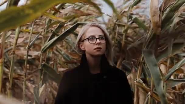 Красивая Женщина Очках Кукурузном Поле Осенью — стоковое видео
