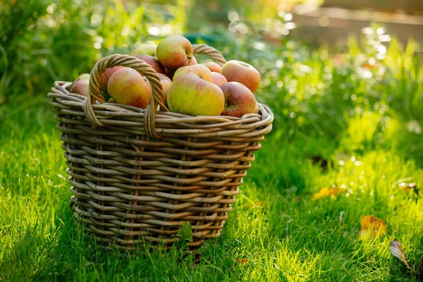 Basket Apples Green Grass Garden — Stock Photo, Image
