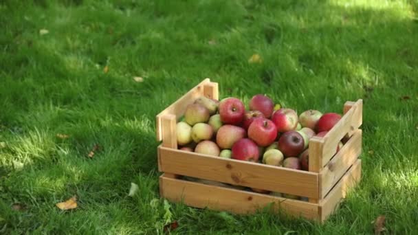 Bahçedeki Yeşil Çimlerin Üzerinde Elma Sepeti — Stok video