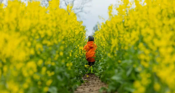 小さな子供は田舎の菜種畑で楽しい時間を過ごす — ストック写真