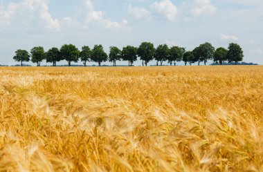 Polonya 'nın Silezya şehrinde altın buğday tarlaları ve ağaçlar 