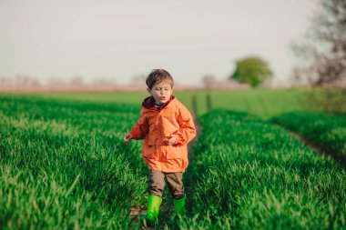 Anaokulu çocuğu yeşil buğday tarlasında eğleniyor. 