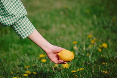 Dişi el limonu çayırın üstünde tutar 