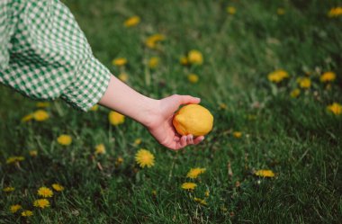Dişi el limonu çayırın üstünde tutar 