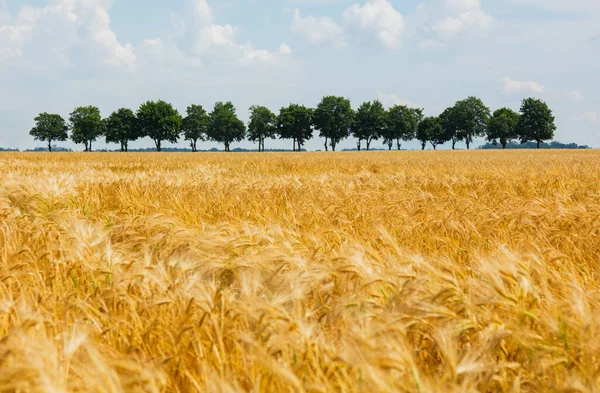 Gouden Tarweveld Bomen Achtergrond Silezië Polen — Stockfoto