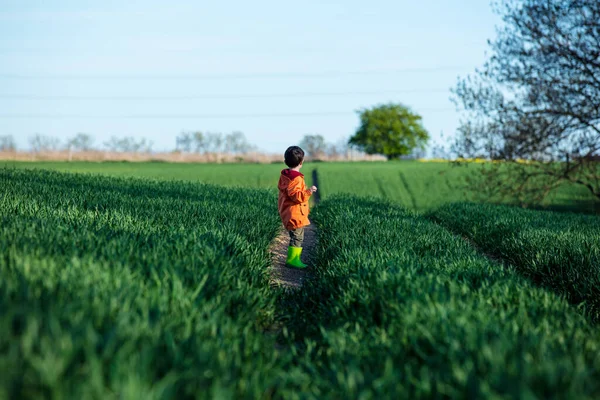 Bambino Prescolare Divertono Sul Campo Grano Verde Nel Paese — Foto Stock
