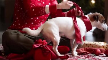 Köpekli bir kadın Noel hediyelerini evde, yerde paketliyor..