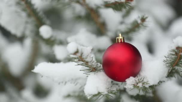 Bola Roja Del Árbol Navidad Rama Del Pino Nieve Invierno — Vídeos de Stock