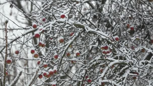 Manzano Con Manzanas Rama Nieve Invierno — Vídeos de Stock