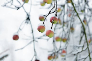 Karda dallı elma ağacı, Kış