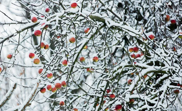 Pommier Aux Pommes Sur Branche Dans Neige Hiver — Photo