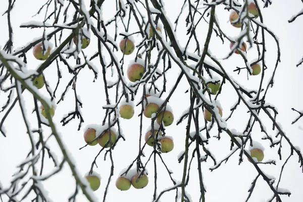 Árvore Maçã Com Maçãs Ramo Neve Inverno — Fotografia de Stock
