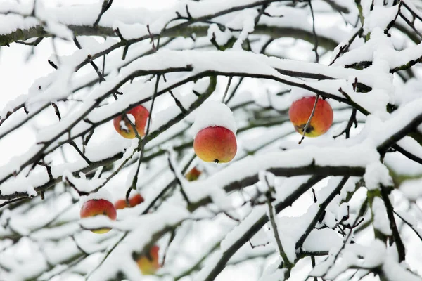 Árvore Maçã Com Maçãs Ramo Neve Inverno — Fotografia de Stock