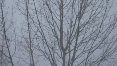 Korkunç bir kasırganın videosu, Avrupa 'da kar fırtınasında ağaçlar.