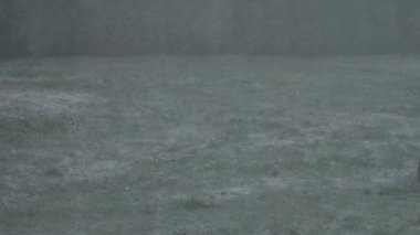 Korkunç bir kasırganın videosu, çimlere yakın çekim, kar fırtınasında ağaçlar, Avrupa