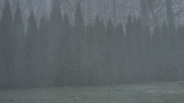 Video Van Een Verschrikkelijke Orkaan Bomen Een Sneeuwstorm Europa — Stockvideo