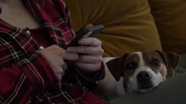 Cep telefonuyla internette sörf yapan, Jack Russell Terrier köpeğiyle kanepede yatan bir kadın.