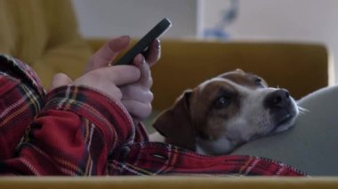 Cep telefonuyla internette sörf yapan, Jack Russell Terrier köpeğiyle kanepede yatan bir kadın.