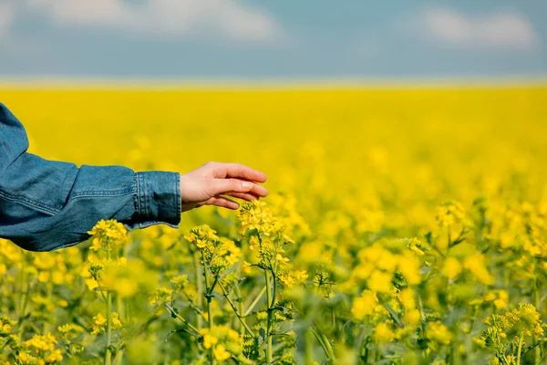 Woman Hold Hand Rapeseed Field — Foto Stock