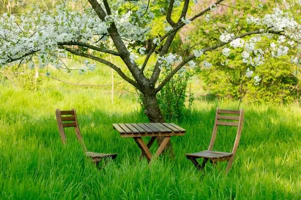 Стол Два Кресла Саду Рядом Цветущим Деревом — стоковое фото