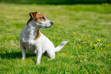 Orta yaşlı Jack Russell Terrier köpeği yeşil çimlere oturur. 