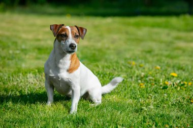 Orta yaşlı Jack Russell Terrier köpeği yeşil çimlere oturur. 