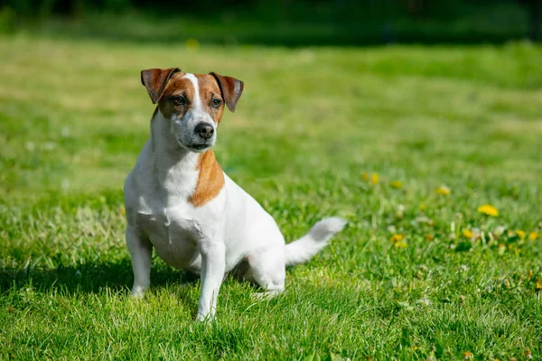 Orta yaşlı Jack Russell Terrier köpeği yeşil çimlere oturur. 