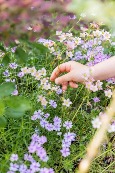 Bahar Bahçesinde Çiçeklere Dokunan Küçük Çocuk — Stok fotoğraf