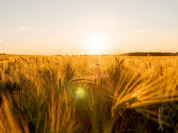 Weizenfeld Ukrainischen Feld Bei Sonnenuntergang Konzept Der Nahrungsmittelkrise Und Hungersnot — Stockfoto