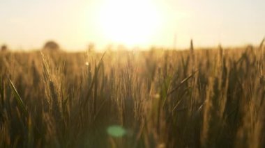 Gün batımında Ukrayna 'da buğday tarlası. Rusya 'nın Ukrayna' ya karşı savaşı nedeniyle gıda krizi ve kıtlık kavramı