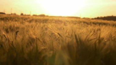 Gün batımında Ukrayna 'da buğday tarlası. Rusya 'nın Ukrayna' ya karşı savaşı nedeniyle gıda krizi ve kıtlık kavramı