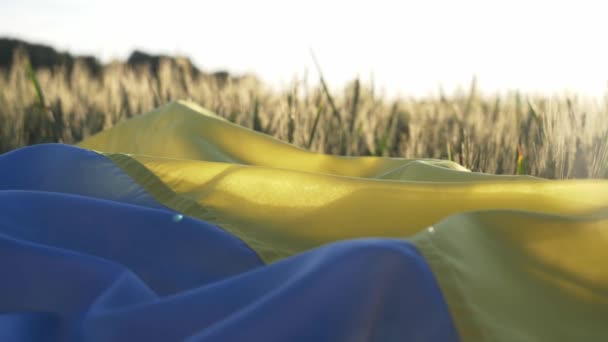 Ukrainska Flagga Vetefält Solnedgången Begreppet Livsmedelskris Och Svält Grund Ryssland — Stockvideo