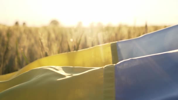 Український Прапор Пшеничному Полі Під Час Заходу Сонця Концепція Продовольчої — стокове відео