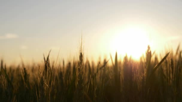 Пшеничное Поле Украины Закате Концепция Продовольственного Кризиса Голода Войны России — стоковое видео