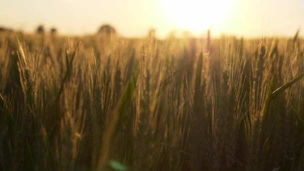 Pšeničné Ukrajinské Pole Při Západu Slunce Koncepce Potravinové Krize Hladomoru — Stock video