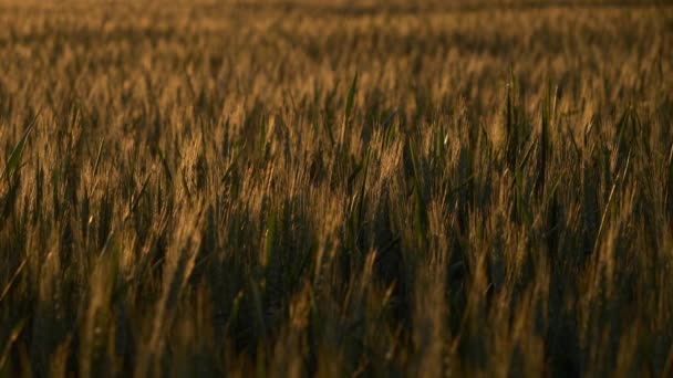 Пшеничне Українське Поле Під Час Заходу Сонця Концепція Продовольчої Кризи — стокове відео