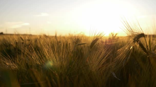 Пшеничне Українське Поле Під Час Заходу Сонця Концепція Продовольчої Кризи — стокове відео