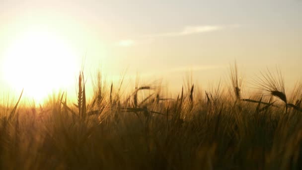 Weizenfeld Ukrainischen Feld Bei Sonnenuntergang Konzept Der Nahrungsmittelkrise Und Hungersnot — Stockvideo
