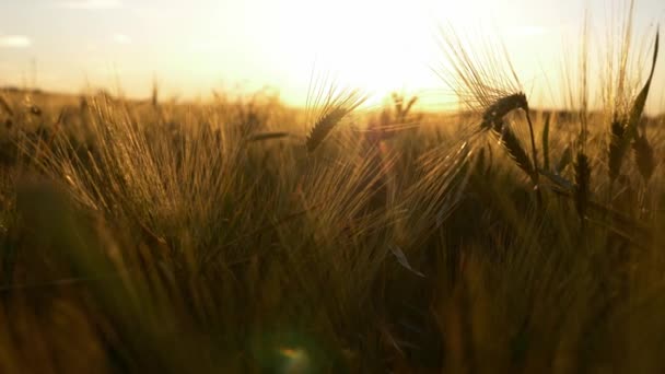 日落时的乌克兰小麦田 俄罗斯对乌克兰战争造成的粮食危机和饥荒概念 — 图库视频影像