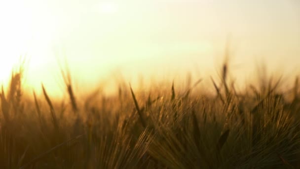 Пшеничное Поле Украины Закате Концепция Продовольственного Кризиса Голода Войны России — стоковое видео