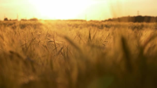 Weizenfeld Ukrainischen Feld Bei Sonnenuntergang Konzept Der Nahrungsmittelkrise Und Hungersnot — Stockvideo