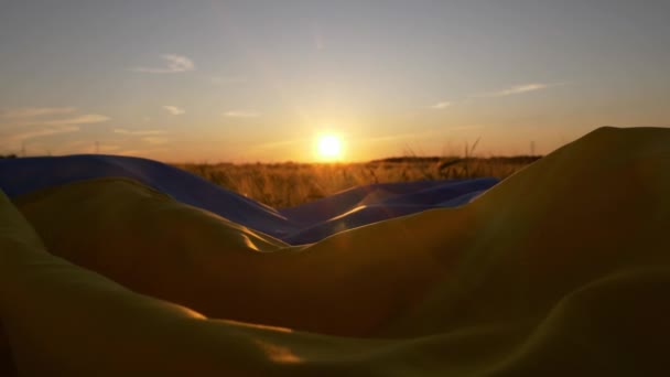 Drapeau Ukrainien Sur Champ Blé Pendant Coucher Soleil Concept Crise — Video