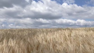 Ukrayna 'da olgunlaşmış buğday tarlası gökyüzüne karşı 