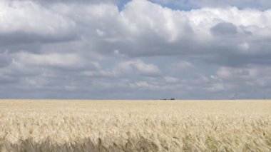 Ukrayna 'da olgunlaşmış buğday tarlası gökyüzüne karşı 