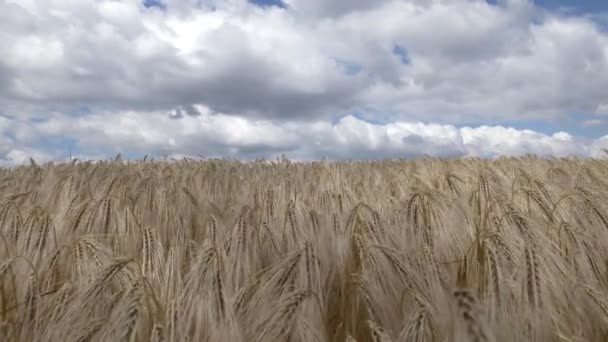 Pole Zralých Pšenice Proti Obloze Ukrajině — Stock video