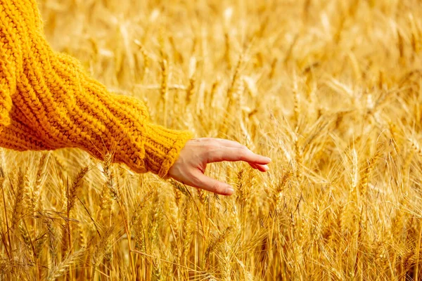 Female Hand Yellow Sweater Touch Wheat Spikelets Field — Foto de Stock