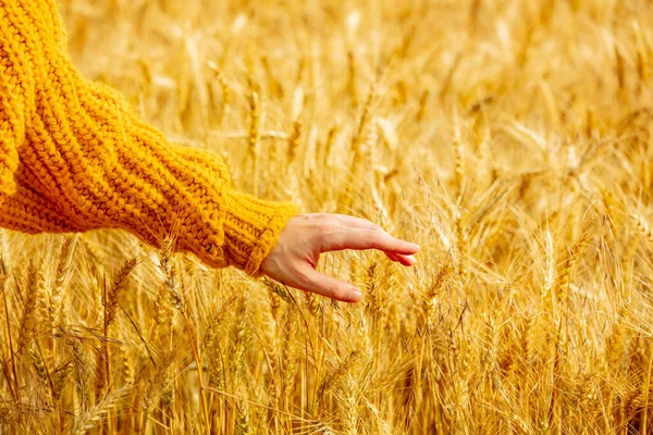 Mão Feminina Suéter Amarelo Toque Espiguetas Trigo Campo — Fotografia de Stock