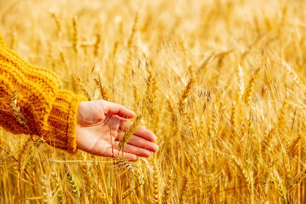 Female Hand Yellow Sweater Touch Wheat Spikelets Field — Foto de Stock