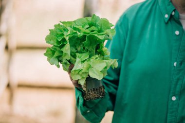 Yeşil gömlekli şık bir kadın, açık havada marul tutuyor.