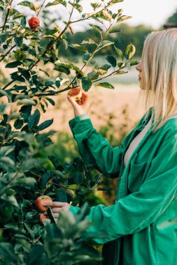Woman in green shirt picks an apple in a garden in village